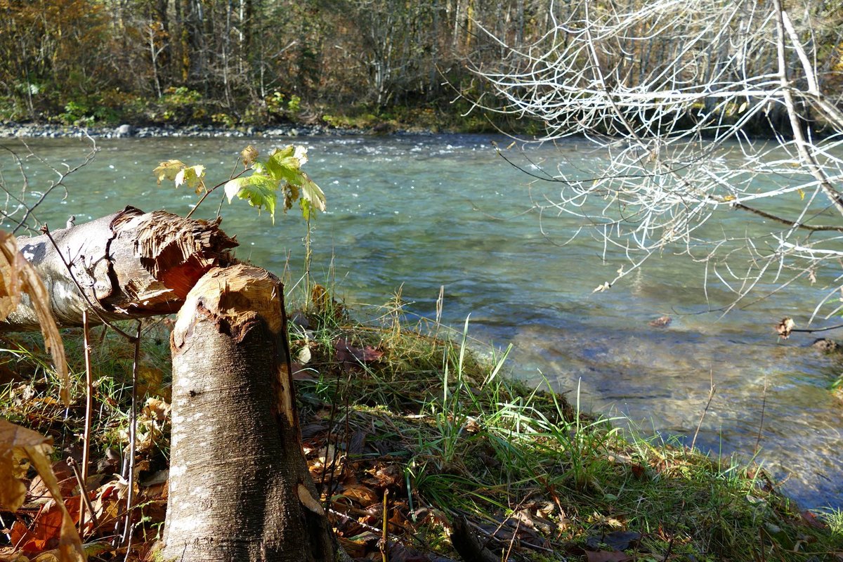 Signs of beaver along Hamma Hamma River💚

Beavers play a critical ecological role. Reservoirs of water that beaver dams create increase riparian habitat, restore stream complexity, capture sediment &amp; store water underground in wetland 'sponges' that surround beaver colonies 💦