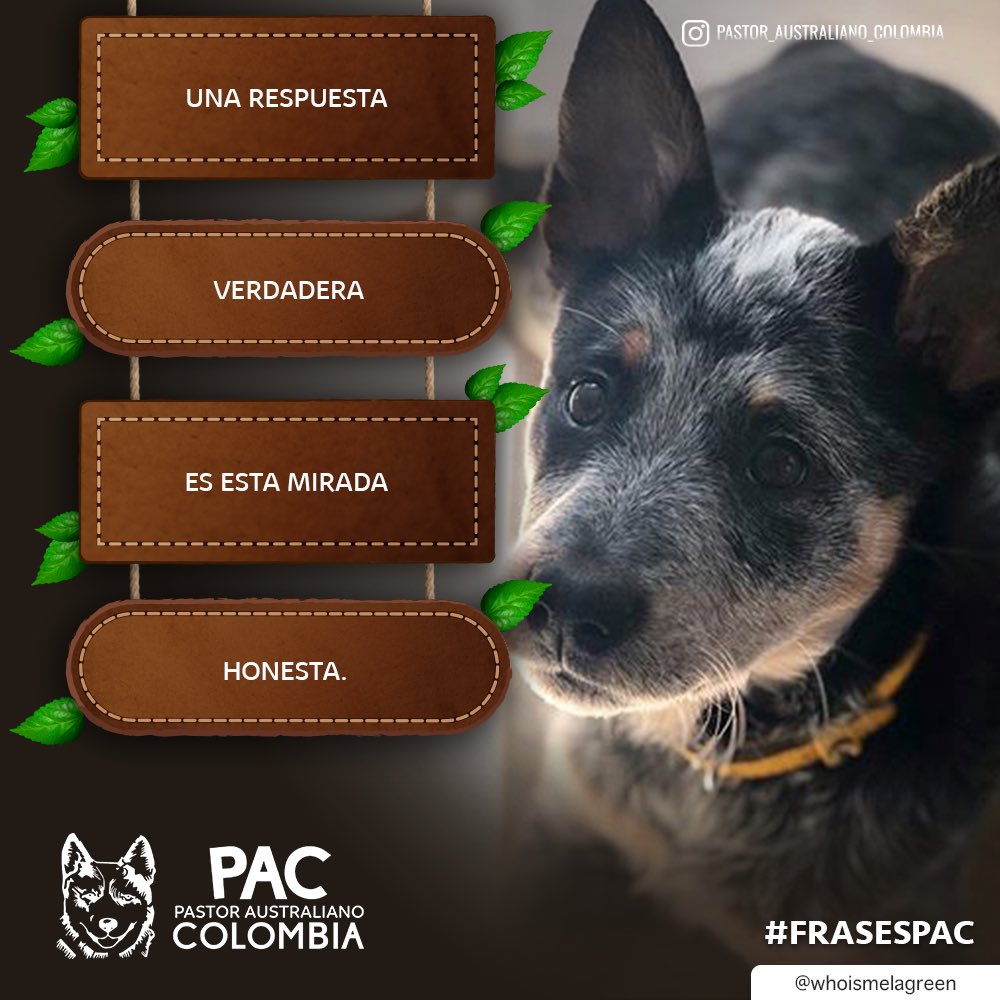 ColombiaPastor's tweet photo. Sus miradas son el mejor consuelo 🐺💞 
• 
•
#pastoraustralianocolombia #pastorganaderoaustraliano #australiancattledog #PAC #blueheeler #pastoraustraliano #pastoraustralianoganadero #frasespac https://t.co/KsFFP5eQ9E