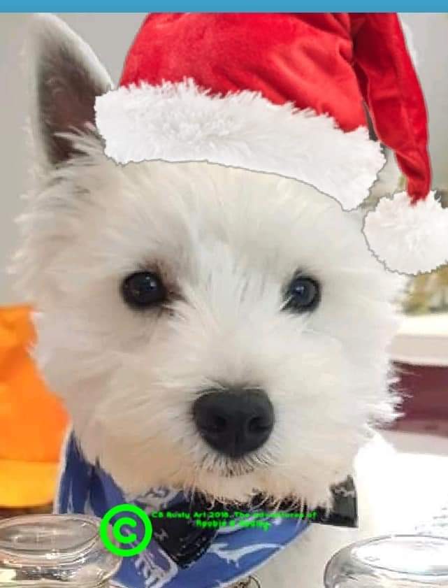 Charlie55191714's tweet photo. We iz so excited....Highfield Garden centre Whitminster were delighted to stock 12 Hardback copies of our book today! 🥰🥰🎅🎅🐾🐾🎄🎄#WESTIEGREENHQ  #TheAdventuresofRoobieandRadley @rooradley  #westie #campervan  #childrensbook #Christmas https://t.co/O3lYSXoOAV