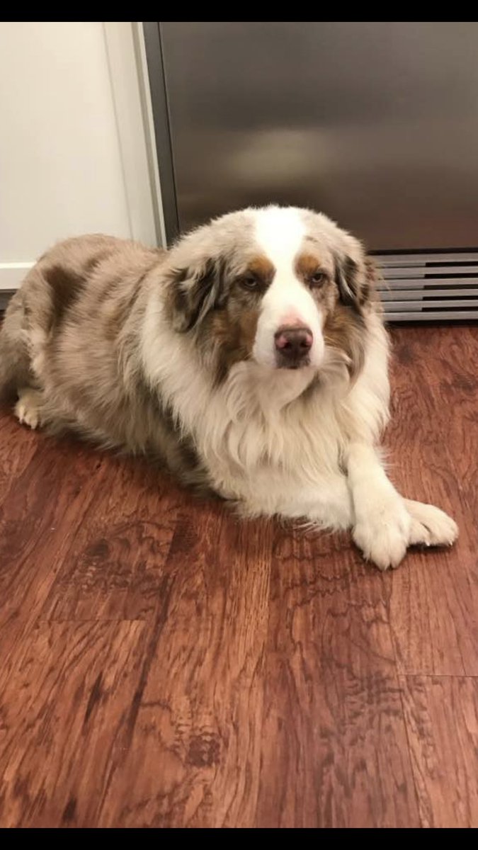 AlexisAllen8's tweet photo. @rigdon_bailey Let’s just start a dating thread for her... 
Here is “Slack”. He would also like to be her boyfriend. https://t.co/RPe6RGI3Q5
