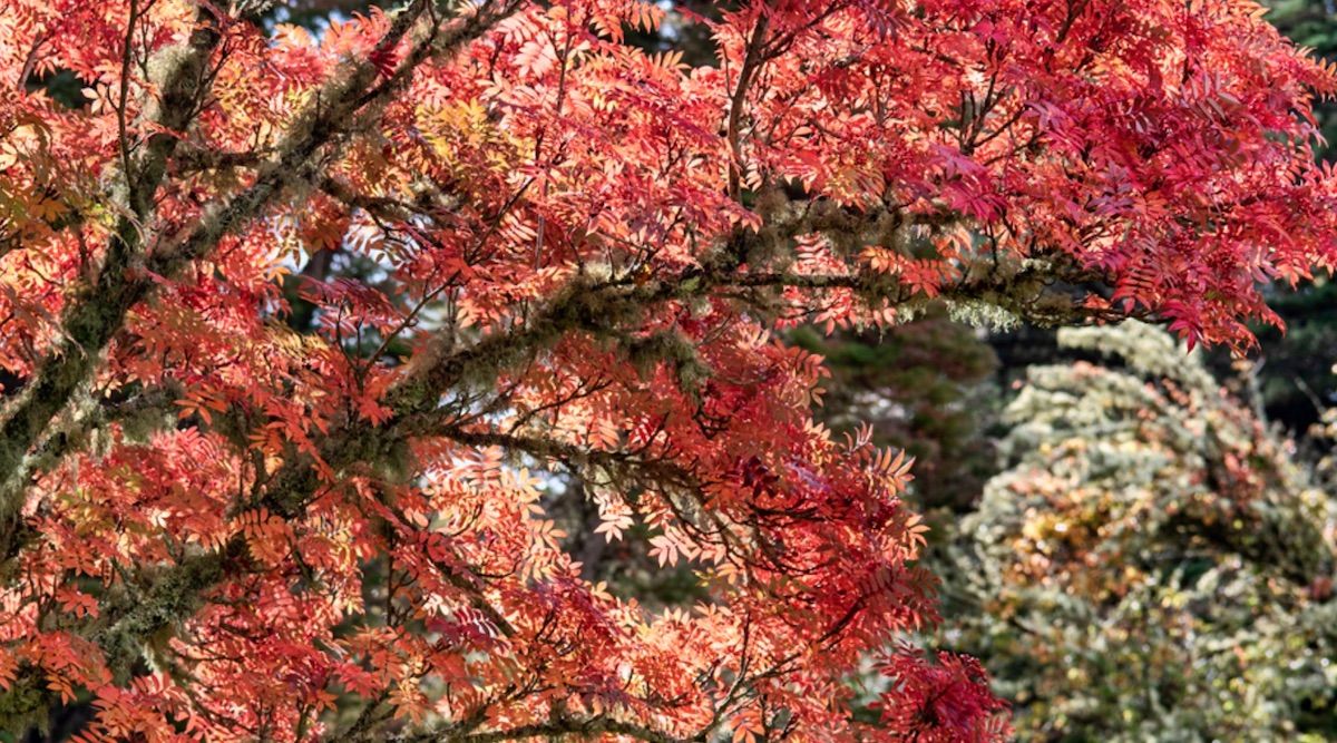 Join the #gardens team <a href="/ArmadaleCastle/">Armadale Castle Skye</a> for an autumnal #tree celebration, with hands-on advice followed by a guided walk this Thursday (31st): whatsonskye.com/event/tree-pla…