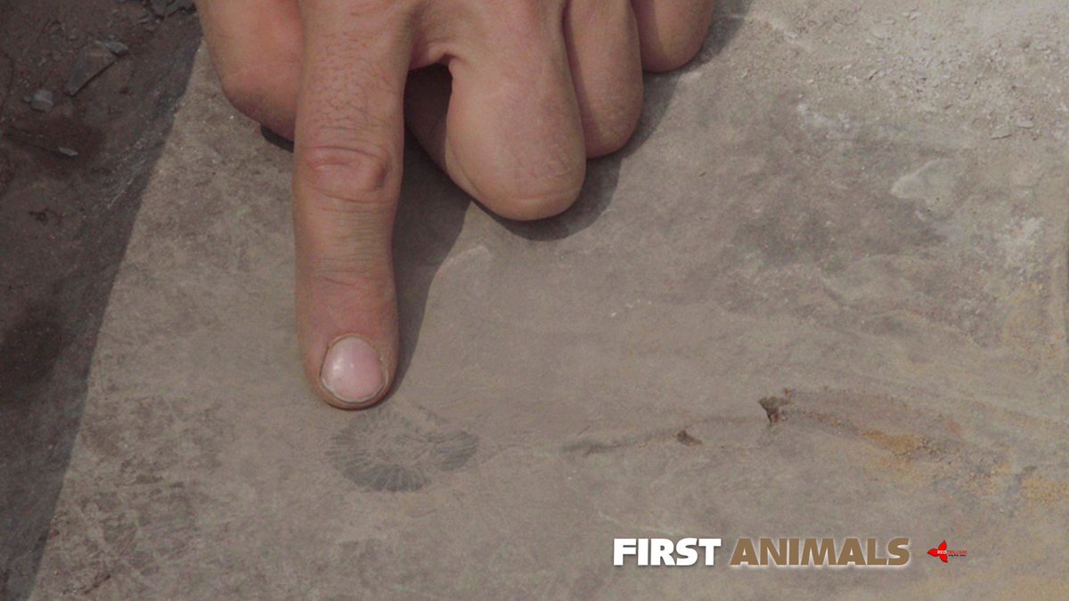 First Animals tweet media