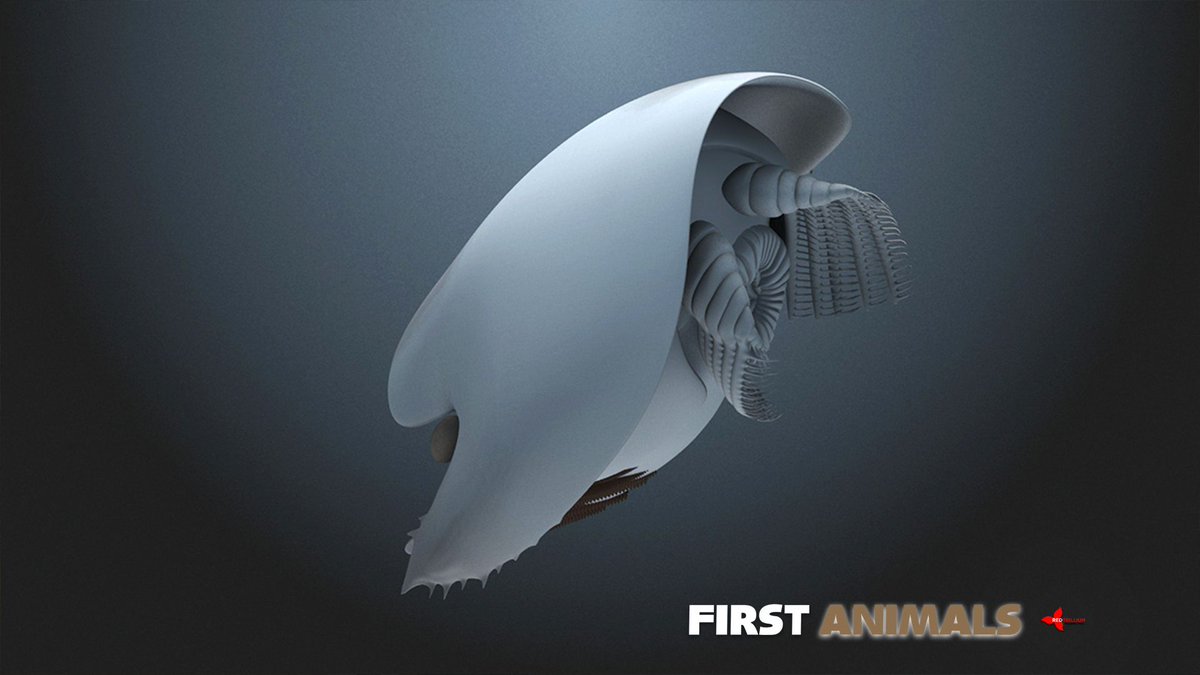 First Animals tweet media