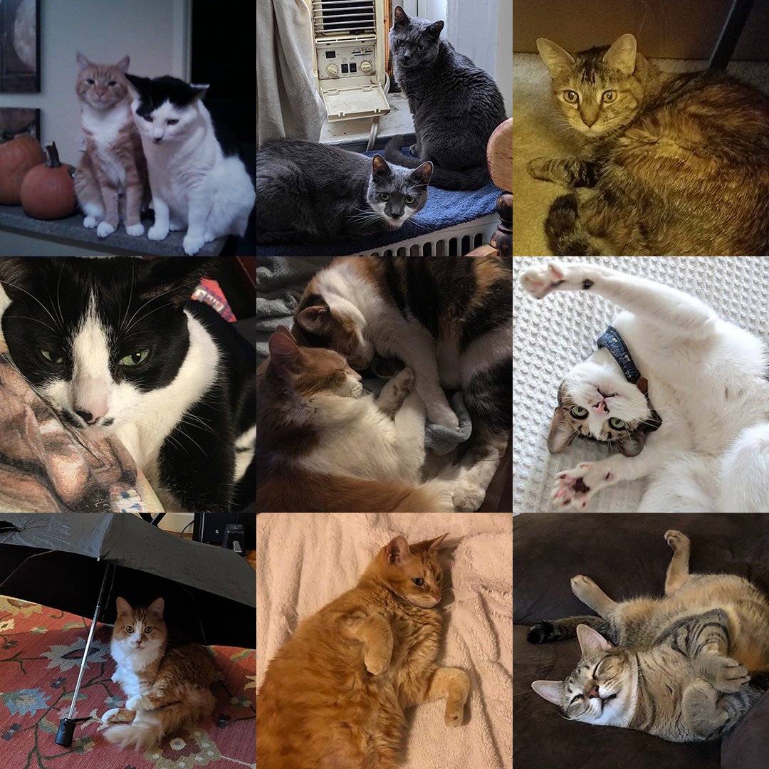 digitalcontinue's tweet photo. Happy #NationalCatDay, everyone! Check out our team members' funny feline friends! π»π»π»
#DigitalContinue #NYMakesGames #videogames https://t.co/GNfiWDppq0