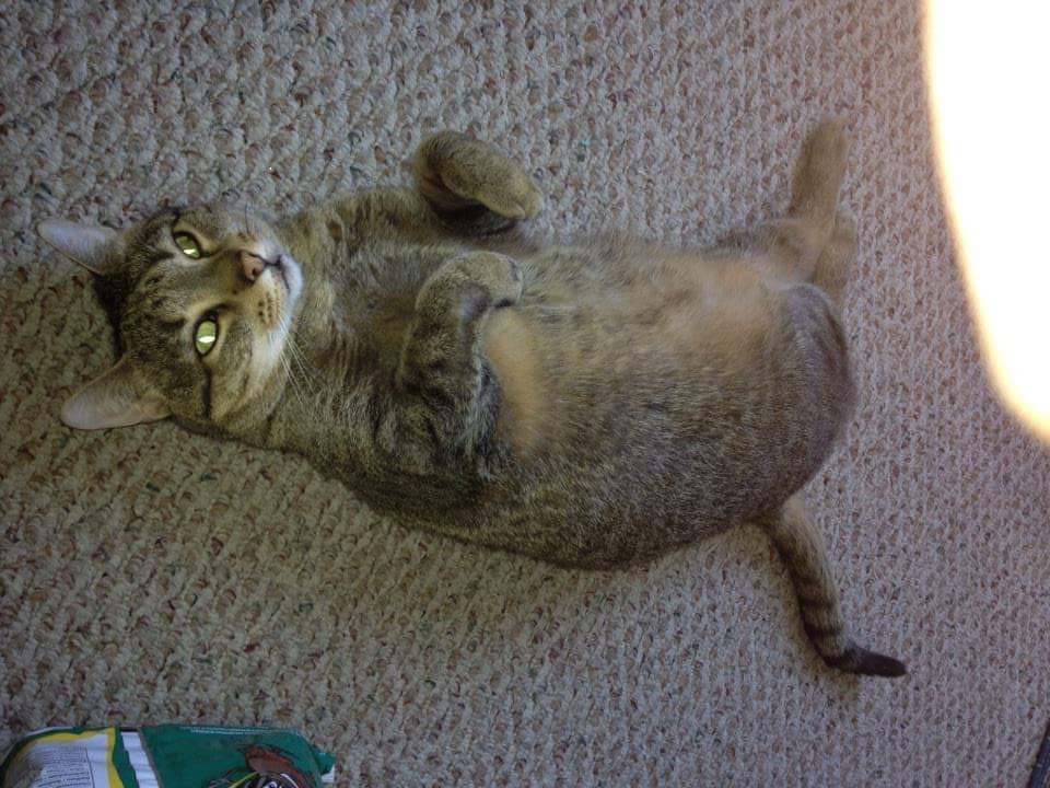 My cat Winston I miss you buddy !! #NationalCatDay