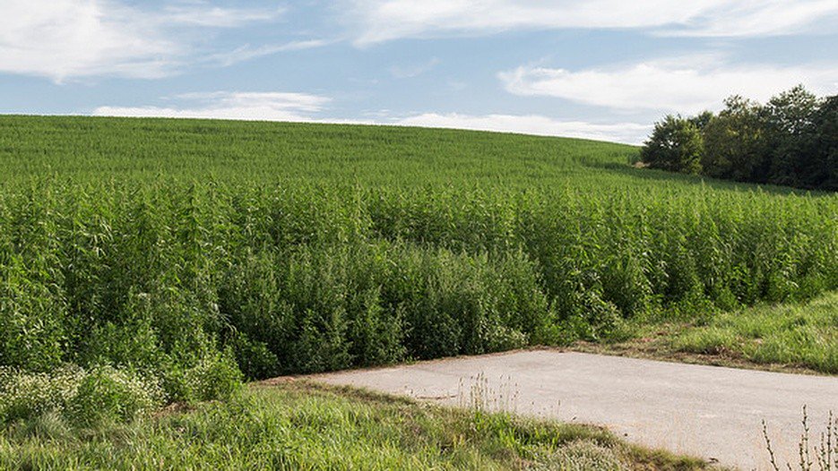 The <a href="/USDA_AMS/">USDA Ag Mktg Service</a>'s Domestic Hemp Production Interim Final Rule, announced today, will provide clarity to #hemp producers on everything from crop insurance, testing methods, and crop destruction protocols: bit.ly/2q1Ike3