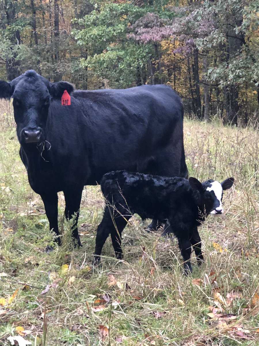 CattleTennessee's tweet photo. Fall calves are arriving daily!  #baldiecalvesarethebest https://t.co/LuDdvgPpmi