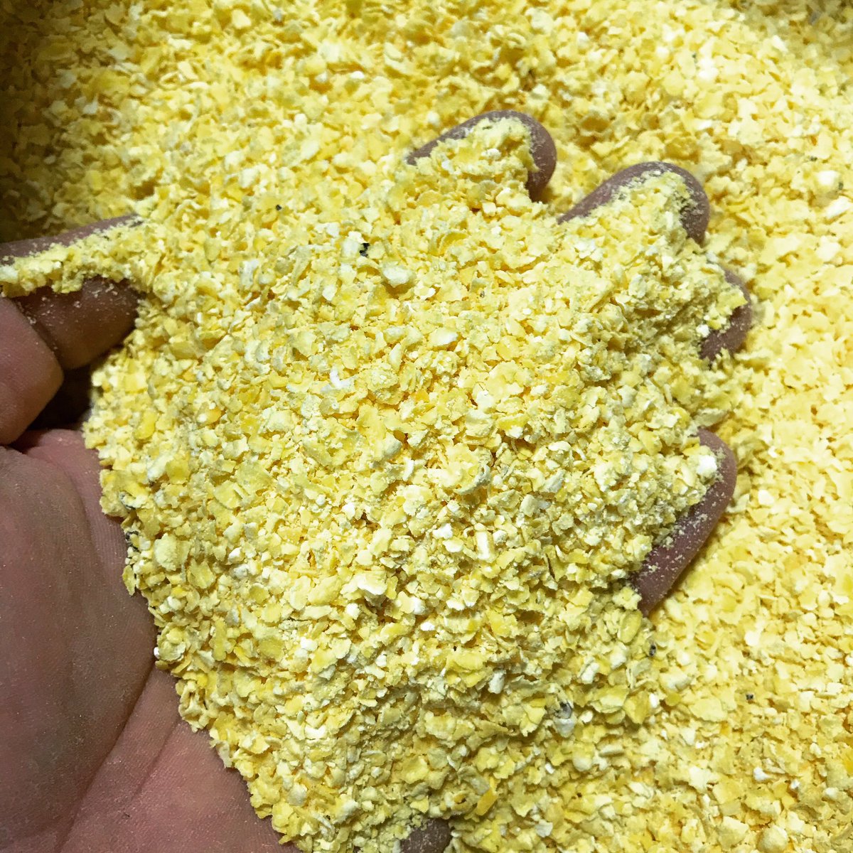Brewing up preprohibition lager this morning.  All the gold!!