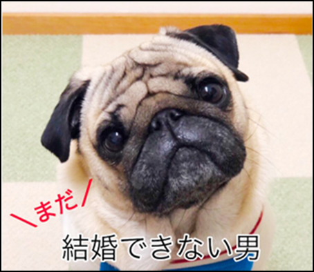 19年10月29日 まだ結婚できない男で パグ が話題に トレンドアットtv 19年10月29日 まだ結婚できない男で パグ が話題に トレンドアットtv