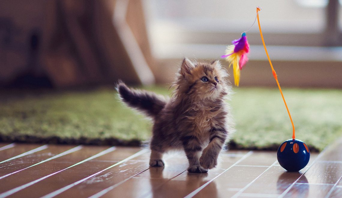 JeanLav74752500's tweet photo. #petcon20192

National CAT DAY, Love your kitty! https://t.co/zRXs6zJSN2