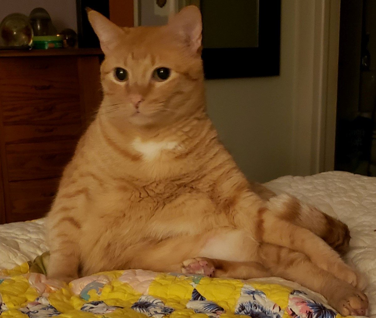 #TuesdayThoughts #NationalCatDay Yes, today is my day. Do you have a national day?  I do. <a href="/CatSpotLitter/">CatSpot</a> #CatsOfTwitter #cats