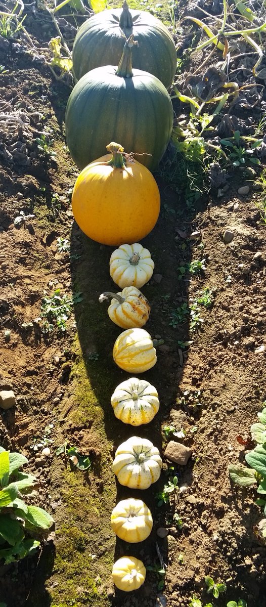 allotmentalice's tweet photo. It's almost #Halloween! π Tune into my @BBCNorthampton #gyo slot tomorrow lunchtime with @blabers to get some tips on harvesting and carving #pumpkins β and using up those ghoulish #leftovers. Wahaha! π»π§#zerowaste #pumpkincarving #pumpkincooking #allotment #gardening https://t.co/aiNoWL1DFp