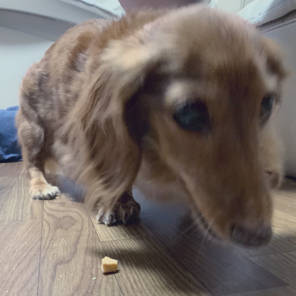 0069_1111's tweet image. かわいい〜かわいい〜