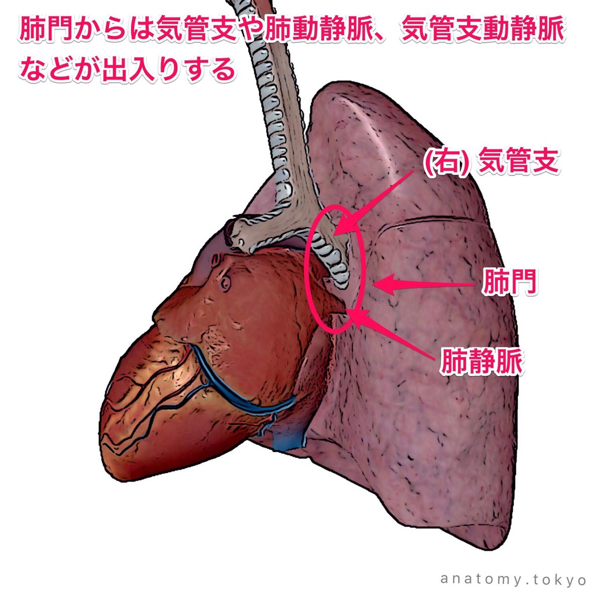 かずひろ先生 なるほど解剖学 בטוויטר 肺門を通らないのはどれか あマ指 1997 25 1 気管支 2 肺静脈 3 気管支動脈 4 胸管 解答 4 肺門は肺に入る気管支や脈管 神経が出入りします 胸管は下肢や体幹のリンパを集め縦隔を上行し 左頸リンパ本幹と左鎖骨かリンパ