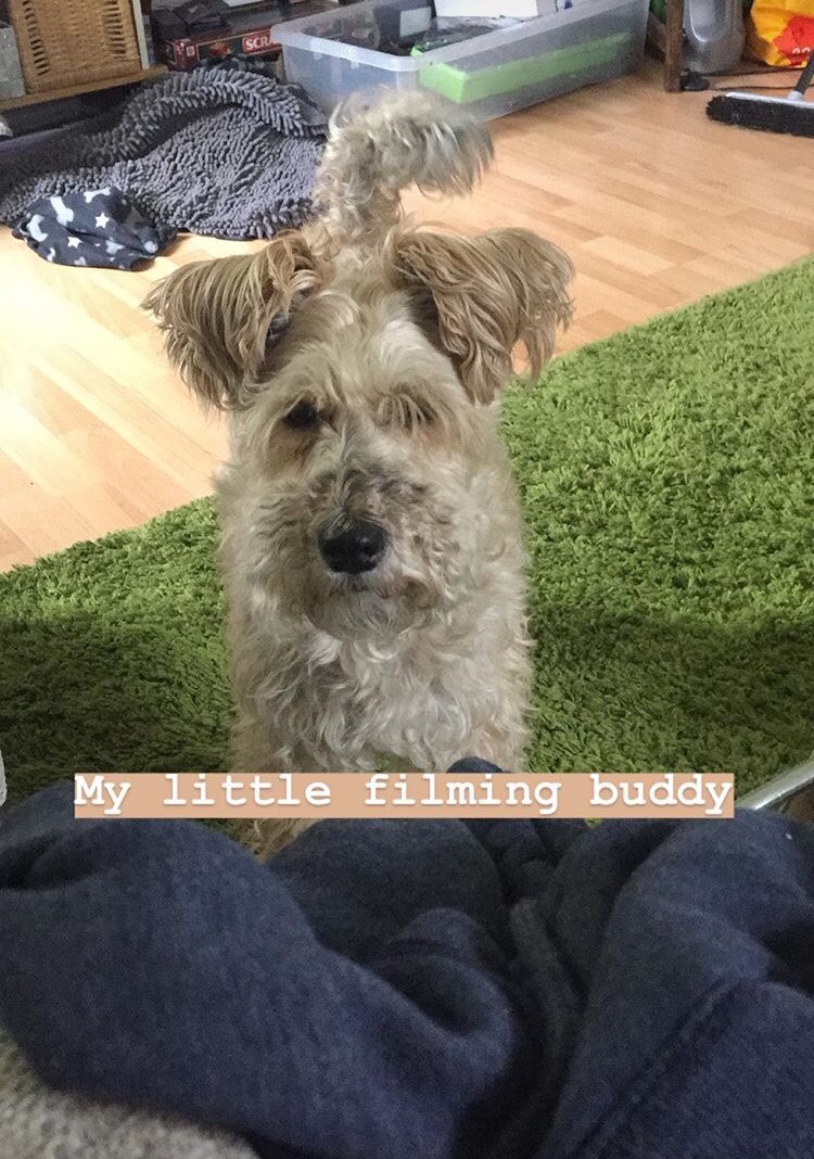 Blackbird: A Story on Lyme Disease tweet media