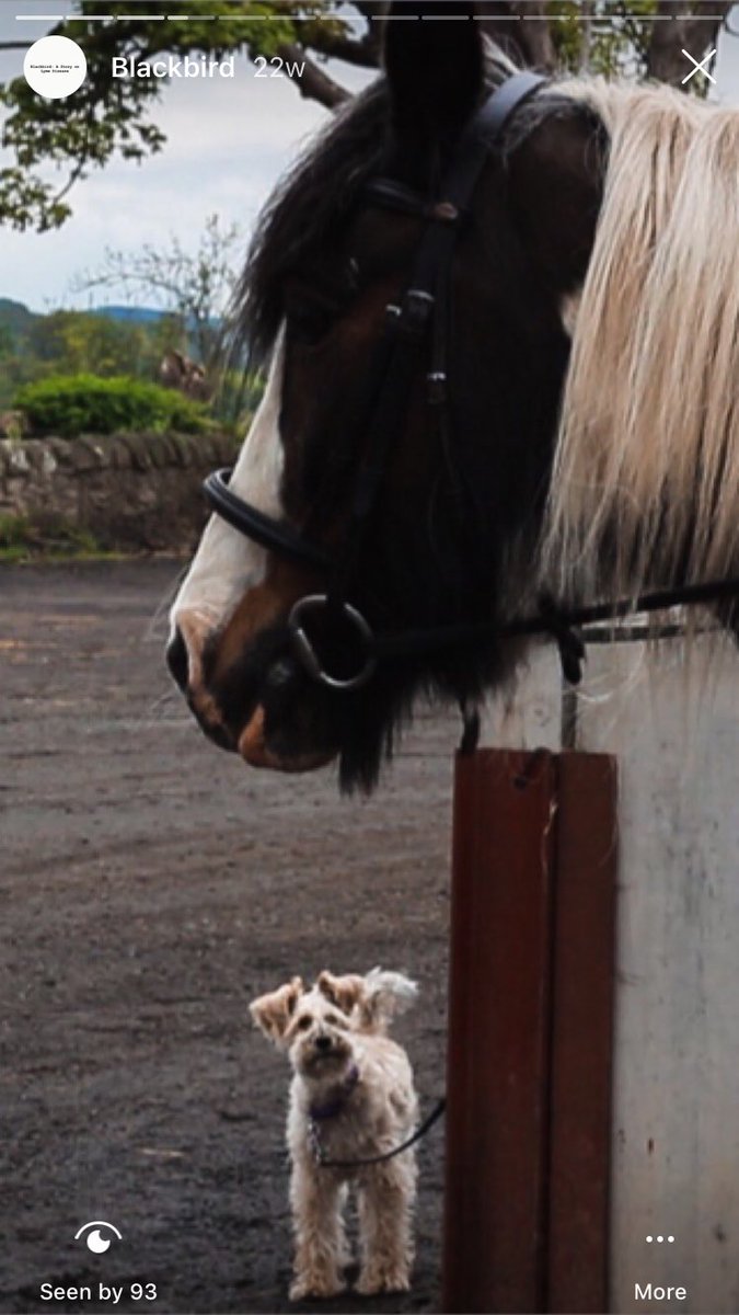 Blackbird: A Story on Lyme Disease tweet media