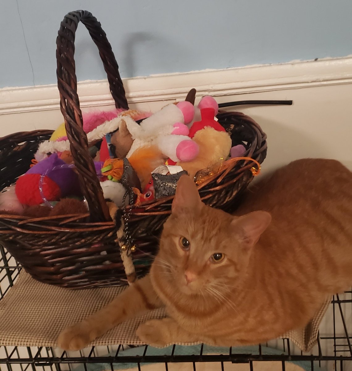 LokiAsshole's tweet photo. Happy #NationalCatDay 

Deez iz mah toys! Dun tuch!

#CatsOfTwitter https://t.co/cCx2eQzMh3