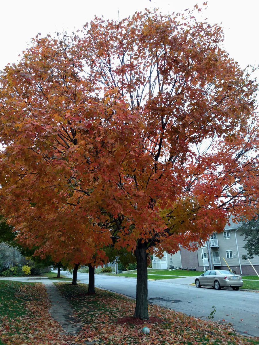 ldamiano0's tweet photo. Midwest fall is quite something... been missing this https://t.co/frzCw2Dzfz