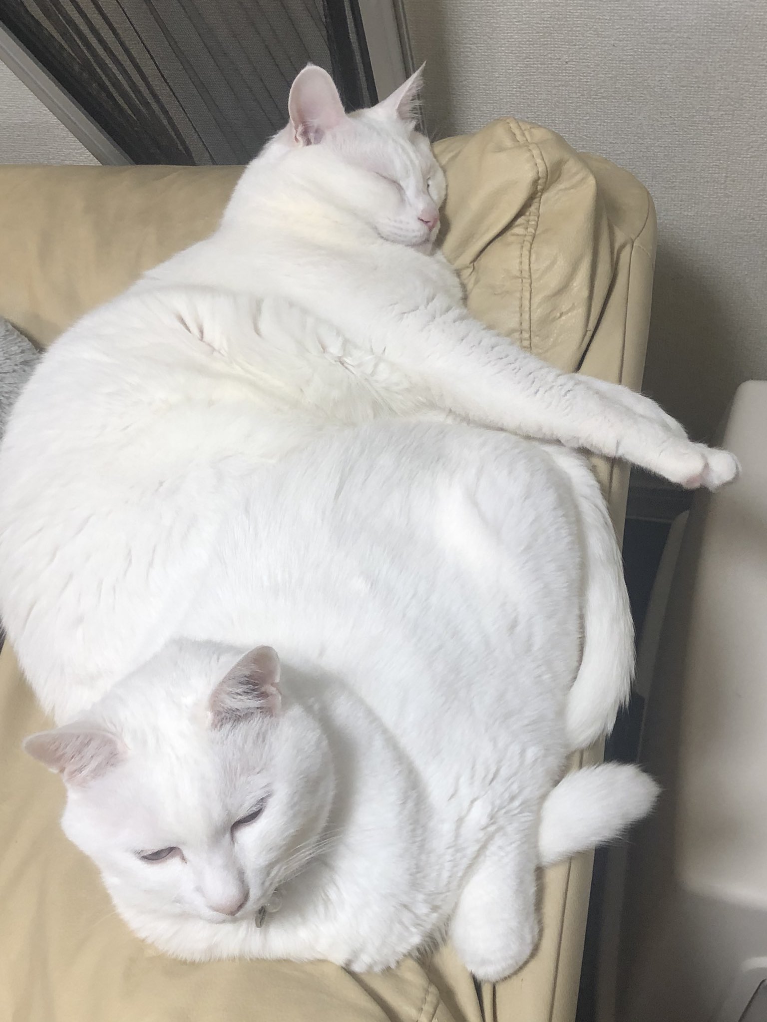 Kana どこが境い目 猫 おもしろ猫画像 癒される T Co 2h0uup72jn Twitter