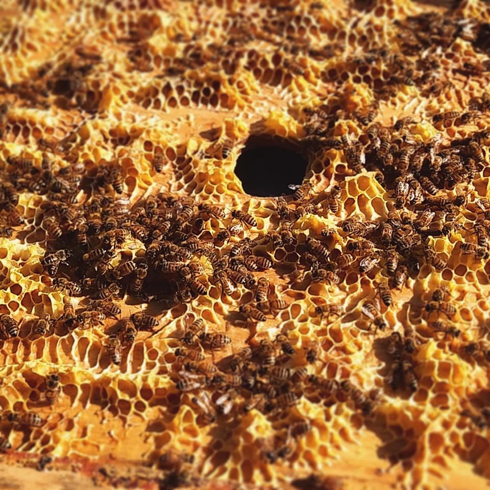 Brave_River's tweet image. Beautiful day yesterday, lots of bee working action! #BeekeepingClass #BraveRiver #Initiative