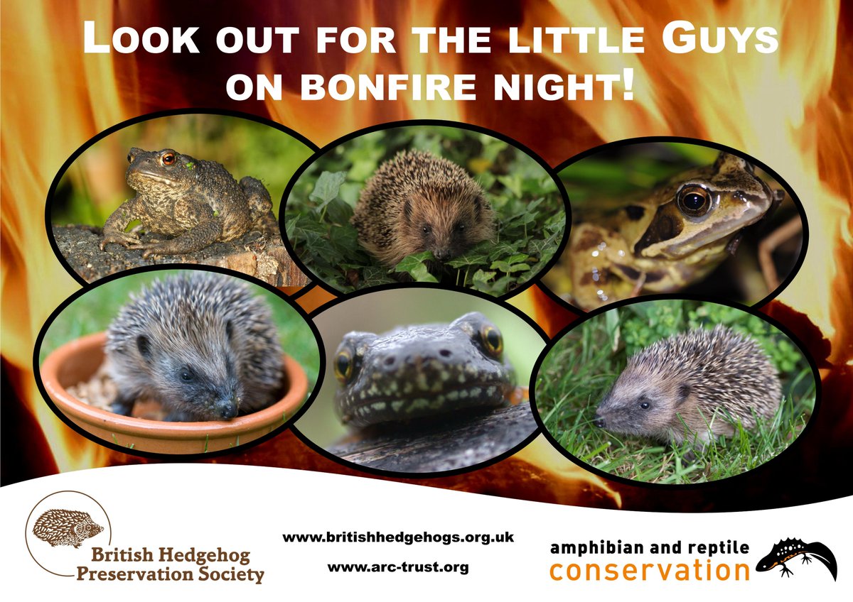 We've teamed up with <a href="/hedgehogsociety/">Hedgehog Society</a> to ask everyone to look out for the little guys on #BonfireNight!
🔥 Don't build bonfires too far in advance
🔥 Check carefully before lighting
🔥 Light from one side to allow wildlife an escape route
🔥 Share this image from 
PLEASE RETWEET!