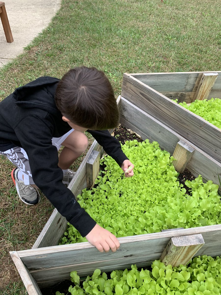 MrsBryantVA's tweet photo. Today we observed the lettuce we planted. We also got to thin our lettuce to allow space for the lettuce to grow. @ANStweets #saladscience https://t.co/skve1V19o0