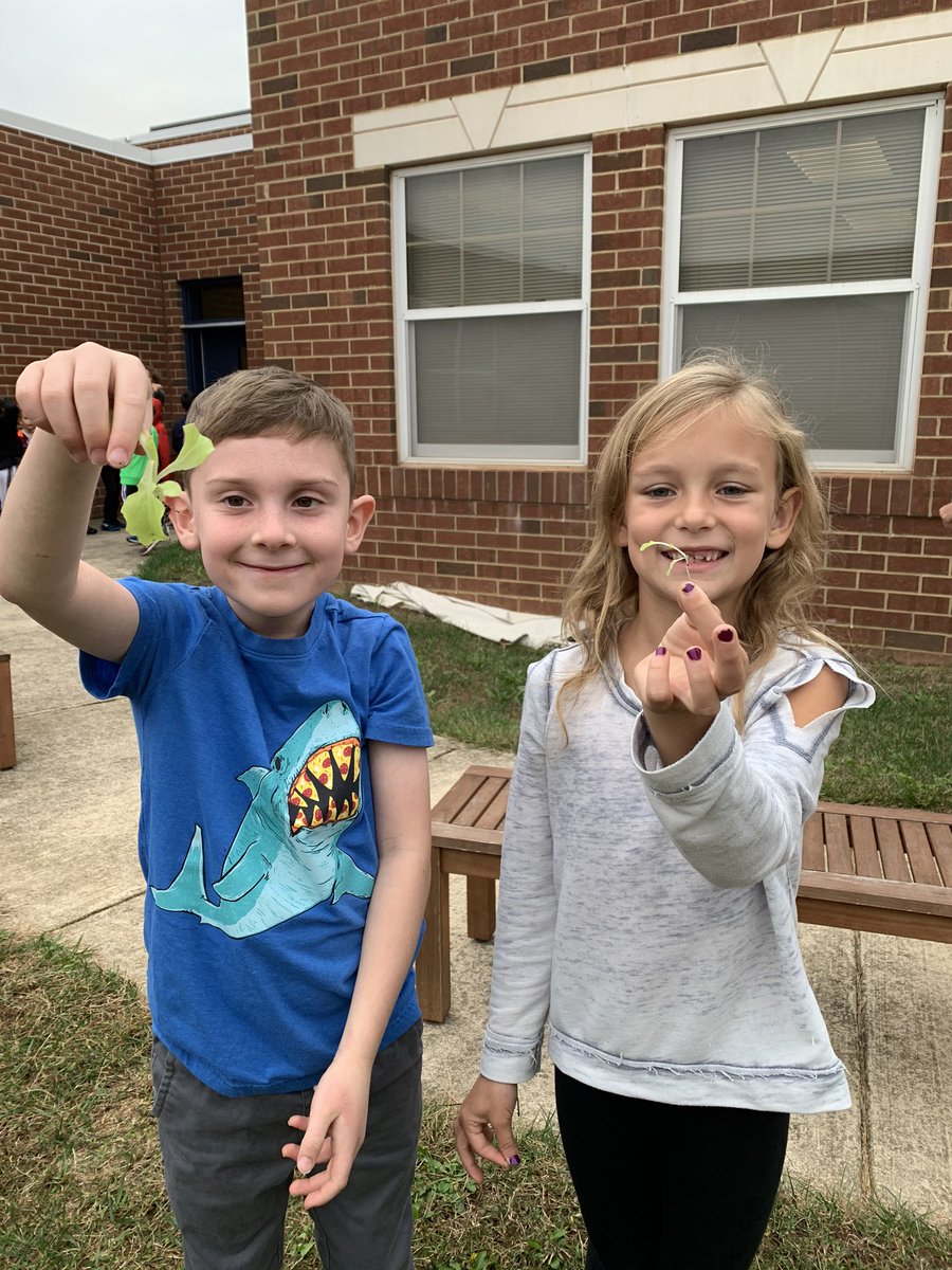 MrsBryantVA's tweet photo. Today we observed the lettuce we planted. We also got to thin our lettuce to allow space for the lettuce to grow. @ANStweets #saladscience https://t.co/skve1V19o0