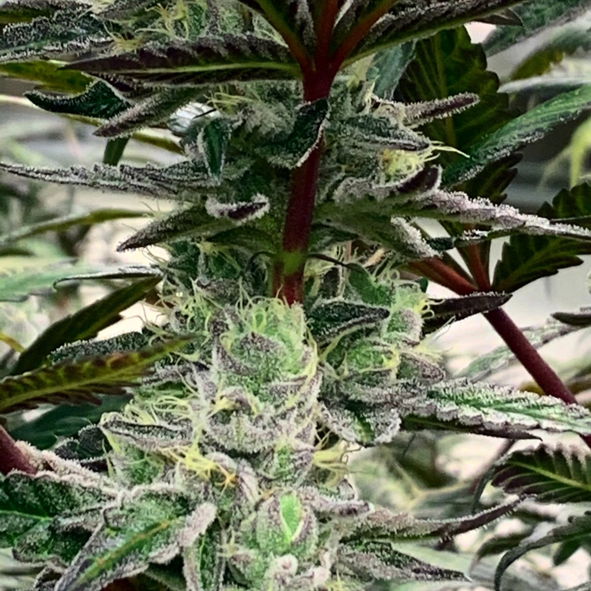 RareDankness's tweet photo. A little under-bud for this Tuesday morning. #raredankness #raredank #raredanknessglobal #wheredoYou🦨 #wheredoyouskunk 🦨🦨 #luvmuffin https://t.co/kM7Wmtctsy