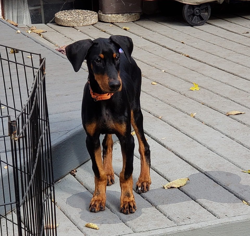 4 sweet, tiny, cute baby Doberman puppies are here, looking for fur ever ho...