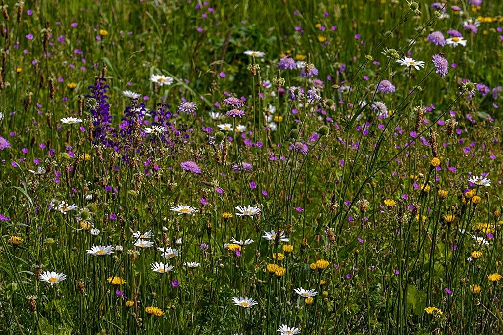 Wat betekent natuurvriendelijk maaien in de praktijk? Hoe geeft de gemeente Papendrecht daar invulling aan? Over deze vragen gaat de informele raadssessie over ecologisch maaibeheer woensdagavond 30 oktober 19-20 uur in de raadzaal. Met veel ruimte voor vragen! Komt u ook? Welkom