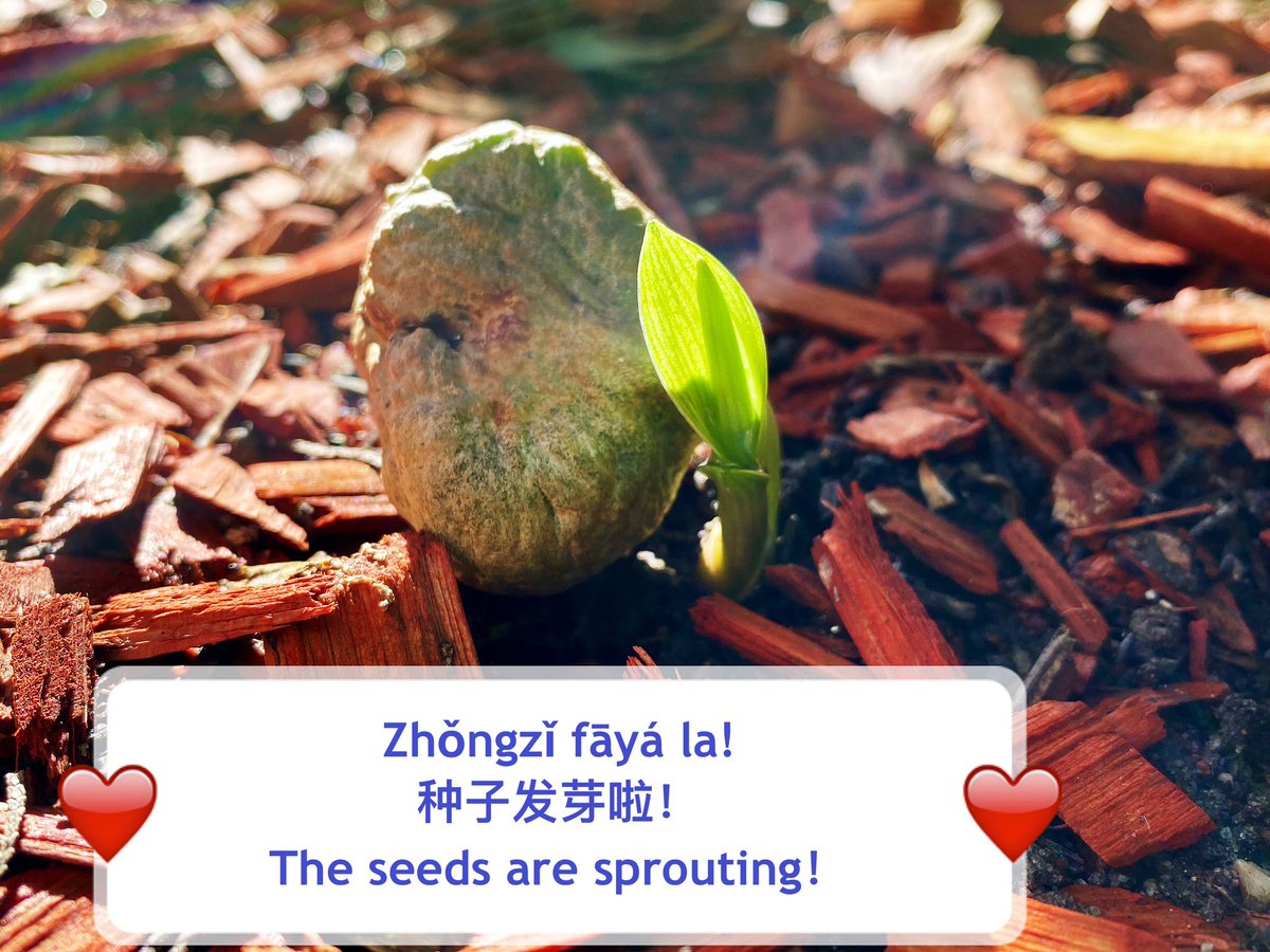 learn_may's tweet image. Zhǒngzǐ
种子
seed
Fāyá
发芽🌱
germinate/sprout 
La
啦！
The modal particle, at the end of the sentence, expresses surprise and has no specific meaning.
#bilingual #Chinese #learnchinese #Mandarin #中文