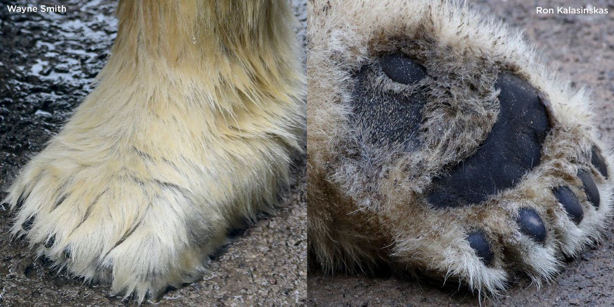 Seneca Park Zoo on Twitter: "Polar bear paws are ideal for roaming the Arctic. They measure up to 30 cm across to them tread on thin Black foot pads on