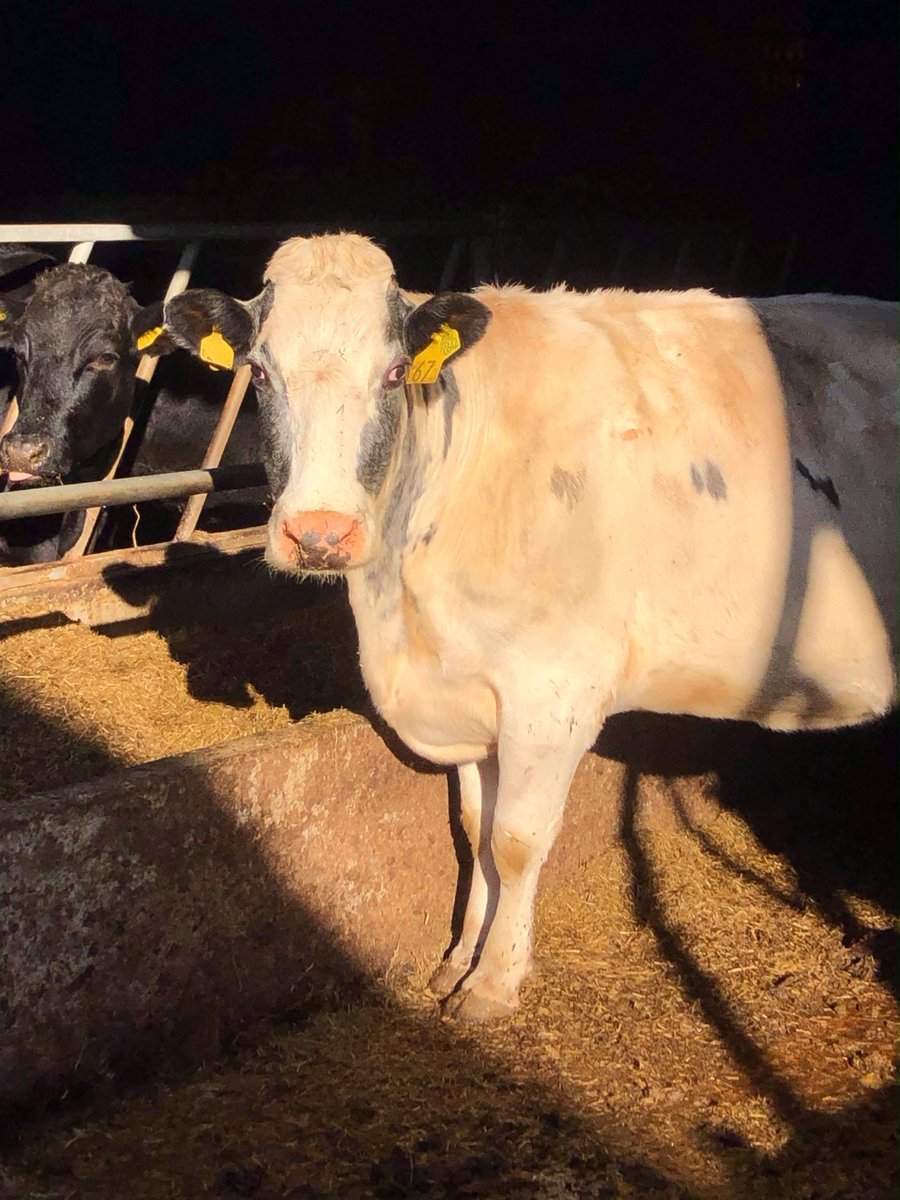 RuralInsurance's tweet image. It’s been a morning of training for our new #farm underwriters. Stepping out of the office and onto a local #beef &amp;amp; #sheep farm to understand the complexities of the risks they underwrite on a daily basis…..and it was a great day for it too, such beautiful #autumnal weather!