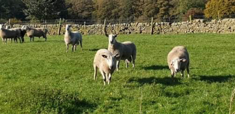 RuralInsurance's tweet image. It’s been a morning of training for our new #farm underwriters. Stepping out of the office and onto a local #beef &amp;amp; #sheep farm to understand the complexities of the risks they underwrite on a daily basis…..and it was a great day for it too, such beautiful #autumnal weather!