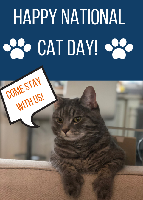 HomePortHotel's tweet photo. 😻 😻 😻 HAPPY NATIONAL CAT DAY😻 😻 😻 

We love our furry friends that stay with us! Pet friendly suites available 🐶 🐱 
☎️ 709-754-9822
💻 reservations@homeporthotel.com https://t.co/B6mv42CpTa