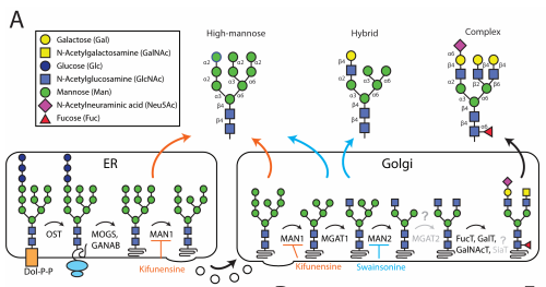 Check out our new #preprint: direct characterization of the #Symbiodiniaceae glycome with mass spec! Manipulation of #glycan synthesis with bioinhibitors! Altered glycome = altered symbiont uptake! @WeisLab @LoesgenLab @OSUIB bit.ly/2PqWUq3
