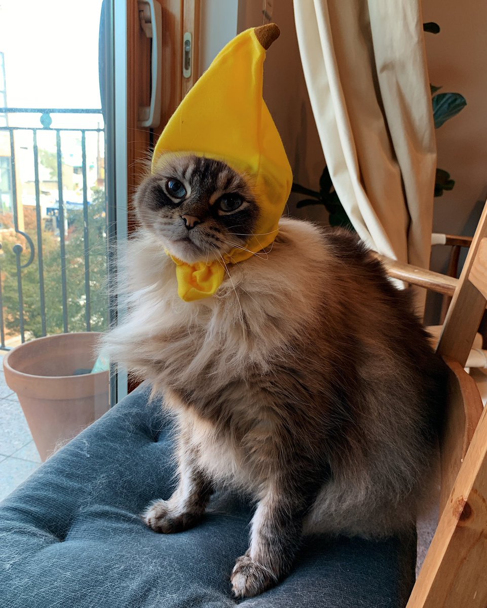 laurenkrisai's tweet image. Happy #NationalCatDay! Here’s my guy in a banana and sheriff costume—proof that I’m getting crazier as time progresses.