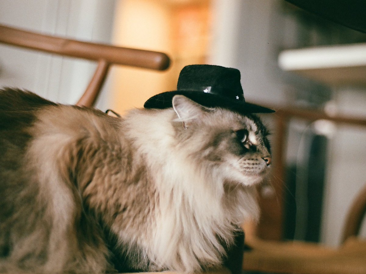 laurenkrisai's tweet image. Happy #NationalCatDay! Here’s my guy in a banana and sheriff costume—proof that I’m getting crazier as time progresses.