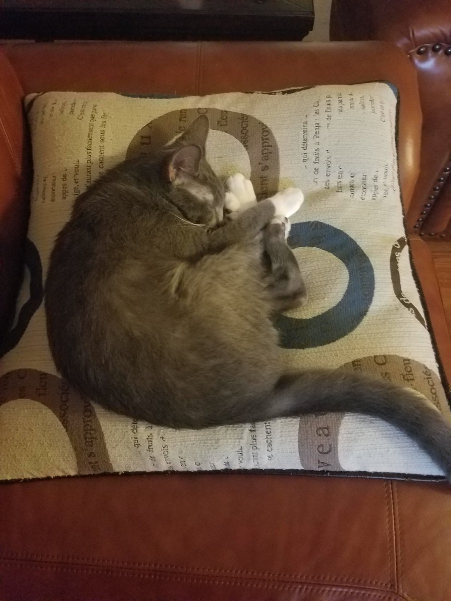 My kitten, Merlin. There are many others like him, but this one is mine. Love him so much, even though he's a major pain sometimes. Here he is sleeping on "his" pillow that he has adopted since he was a few weeks younger.