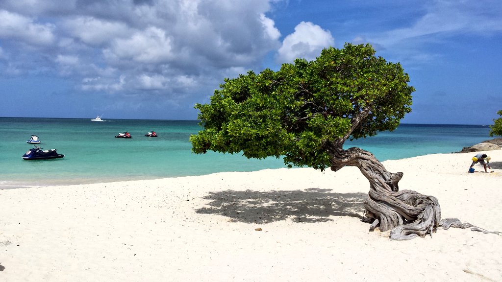 e_c_o_c's tweet photo. Divi Divi, guardando verso Sud-Ovest.
#dividivi #divitree #aruba #eaglebeach #onehappyisland https://t.co/kbuBjI1BQ8