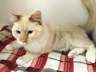 spcnews's tweet photo. Happy #NationalCatDay! What kind of Twitter account would we be if we didn’t give some love to the Internet’s unofficial mascot? Say hello to our furry friends Ozzy and Nikki from #SPCVetTech. 🐱 #Cats https://t.co/LDux69a6t0