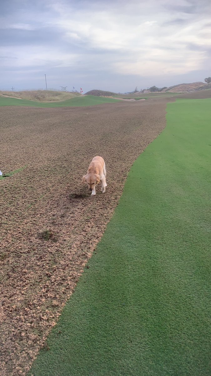 Ali MacFadyen tweet media