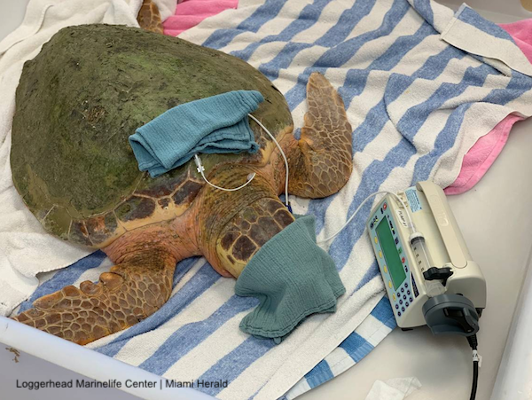 LafeberVet's tweet image. Intravenous lipid emulsion therapy reversed signs of toxicity within 24 hours in sea turtles exposed to Karenia brevis algae (red tide)  ow.ly/RUGo50wWkJE #veterinary #toxicology #chelonians #turtles #reptiles #redtide #wildlife