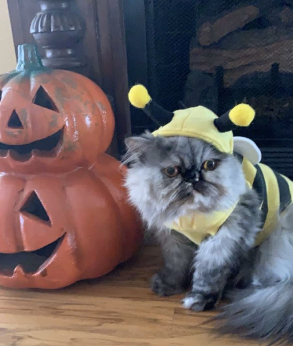 Chris_Shattles's tweet photo. when u thought it was gonna bee a costume party https://t.co/E0U0PtHERS