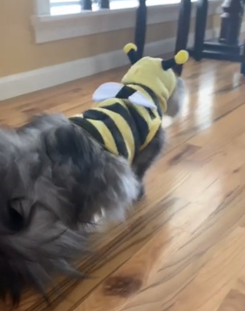 Chris_Shattles's tweet photo. when u thought it was gonna bee a costume party https://t.co/E0U0PtHERS