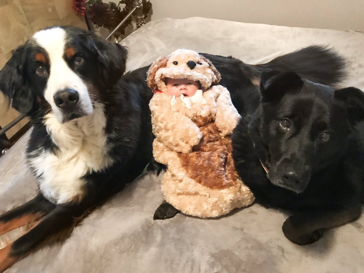 We added a new puppy to our pack! 
#owloween19 <a href="/owletbabycare/">Owlet</a> #halloween #halloweencostume #dogsandbabies #firsthalloween 
IG - <a href="/brandyandmoose/">Brandy and Moose</a>