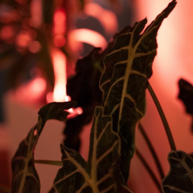 verkstad's tweet photo. Grow Lights in Seattle
.
https://t.co/EKkQcHVzu7

#verkstadseattle
#plantbased 
#plantsofinstagram 
#plantlights https://t.co/pVA7w185b6 https://t.co/Dhkt79w6jR