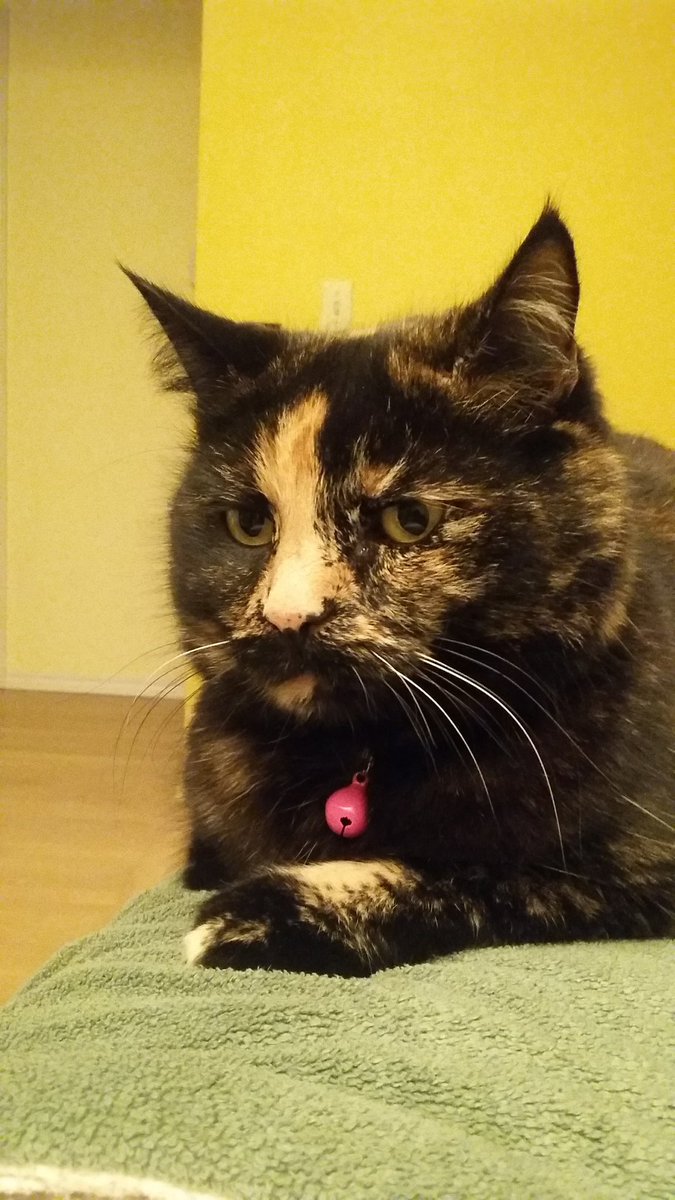 EscalonaBrando's tweet photo. Happy #NationalCatDay to my bff https://t.co/lDaKIquYpH