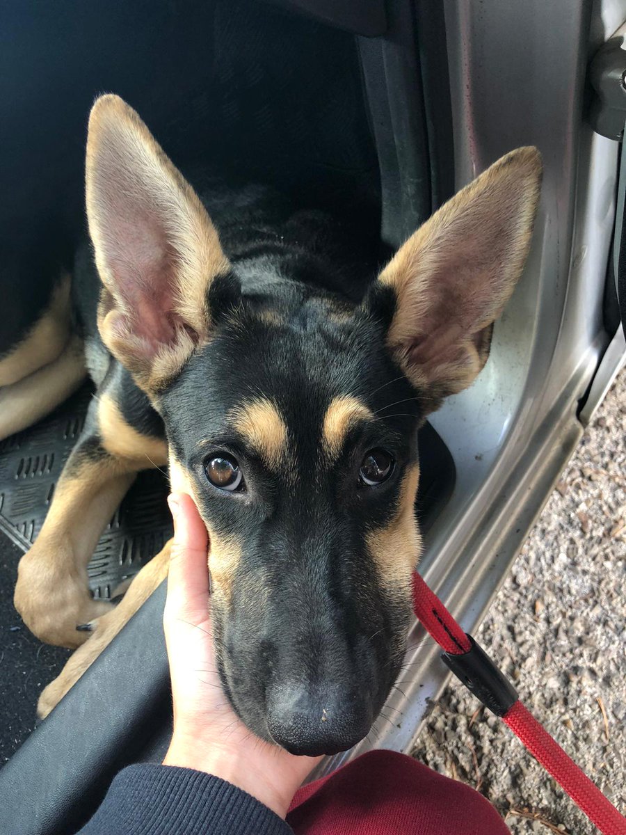 AmbienteToledo's tweet photo. 🐶 Cachorro perdido  en el polígono de Toledo, la persona  que lo ha encontrado no se lo puede quedar, si alguien lo reconoce o puede acogerlo por favor avisar a 617 61 40 98. Por favor difundir🙏  🐶 muchas gracias. https://t.co/Oq9nxRQXsS