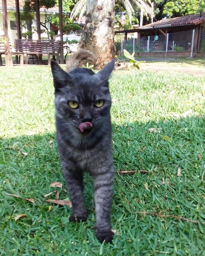 mccpeace's tweet photo. #Nationalcatday you say? Yeah, we're here for that. 😺

Meet Kilgore the loner/ el solitario. Kilgore lives on the grounds of the MCC office in Santa Cruz, Bolivia. #MCCofficecat #mccpeace #ccmpaz #TongueOutTuesday https://t.co/8qXioT7AYF